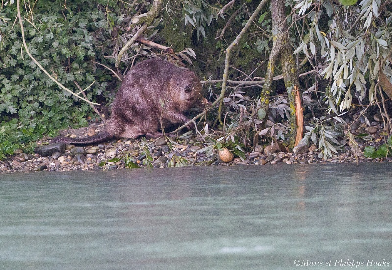 Castor 0830_wm.jpg - Castor gourmand au bord du Rhône (France, juillet 2011)